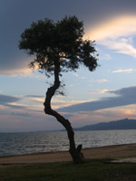 {arbol mediterr�neo}